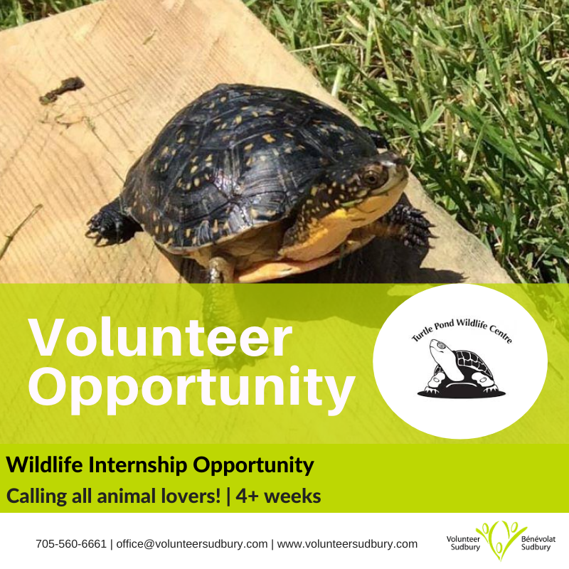 VolunteerSuds's tweet image. #VOLUNTEEROPPORTUNITY​ | Turtle Pond Wildlife Centre needs volunteers who can commit to helping them care for the variety of mammals, birds, and reptiles that have been admitted to their rehabilitation centre 💚

🔗 - volunteersudbury.galaxydigital.com/need/detail/?n…

#lendahand ​#turtlepond #wildlife