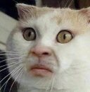 presti_alejo's tweet photo. @joacochaud Cuando ves que tu dueño es su propio jefe https://t.co/x3GFuUR1b8