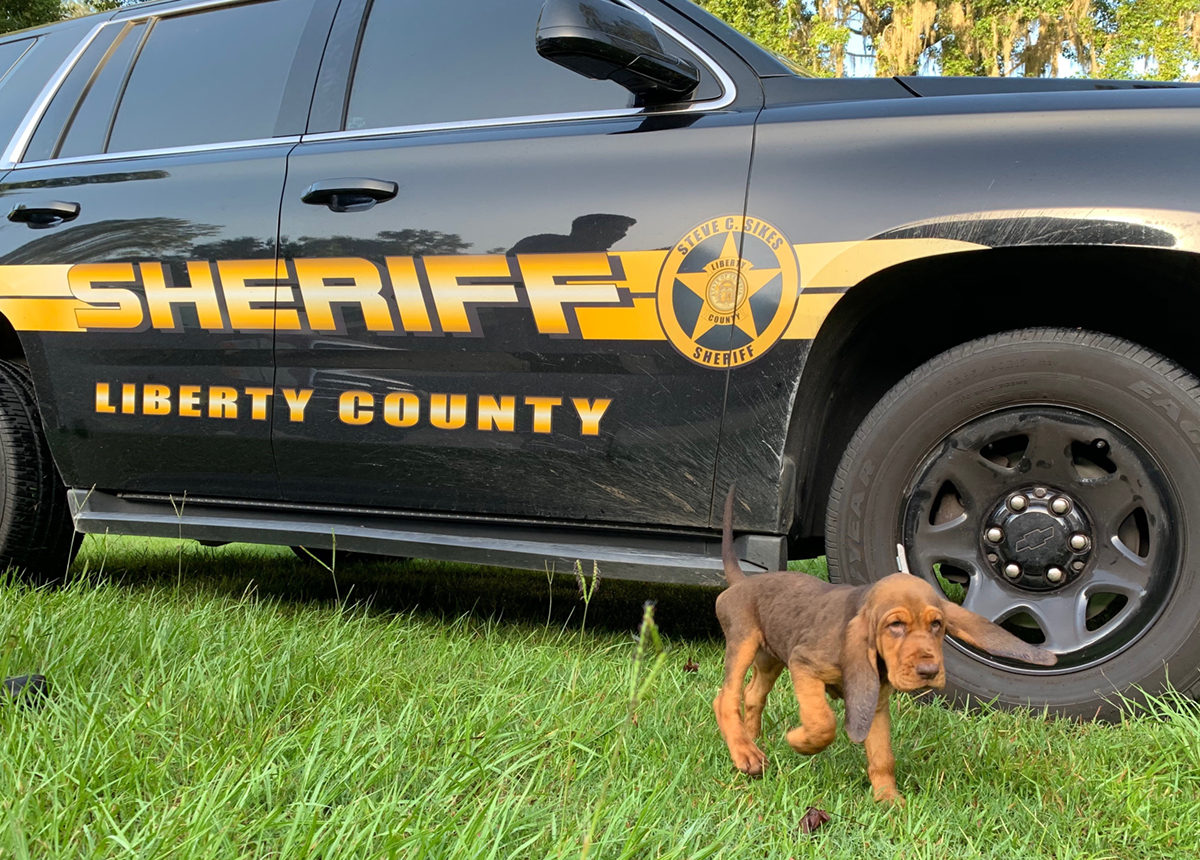 scentevidencek9's tweet photo. Welcome, K9 Justice to the Liberty County Sheriff's Office! K9 Justice is being picked up today at Scent Evidence K9 and heading to Georgia. We look forward to following the contributions of future lifesaver, K9 Justice in his community!  #bloodhound #TrainedK9 https://t.co/tIRqUWOuhk