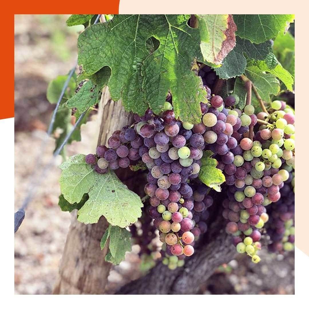CrusBourgeoisUS's tweet photo. Harvest season has begun! These vines showcase the beauty of the region and the anticipation of what's to come. https://t.co/YbGnKObFkr