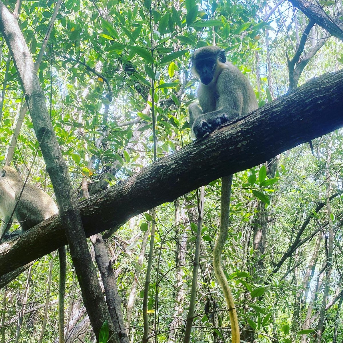 DBVervet's tweet photo. Pascal is the gate keeper today at #monkeykingdom. Glad I knew the password to get in. He runs a tight ship. #monkeys #conservation #NotInvasive #protectmycrew #Dania #wildlife #mangroves #primates #notapet #bornfree https://t.co/xS8NXeAARS