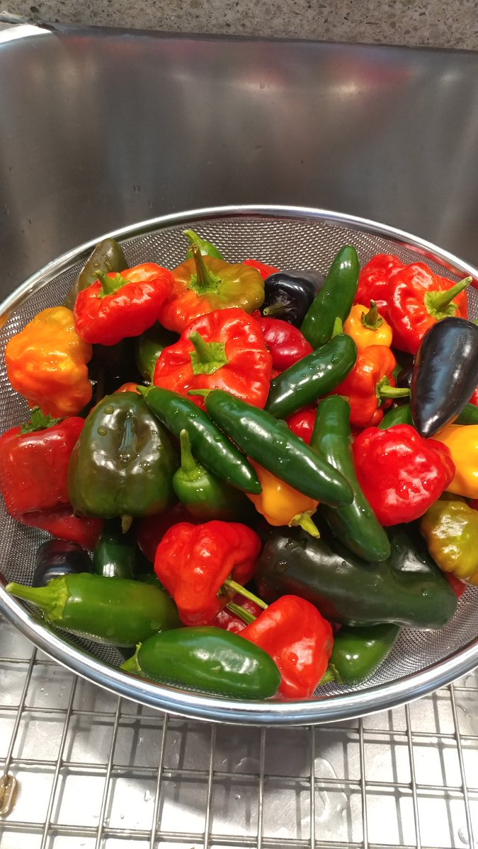 AMMayuga's tweet photo. #pepperperfection! #eatyourveggies https://t.co/nMpddN5mRm