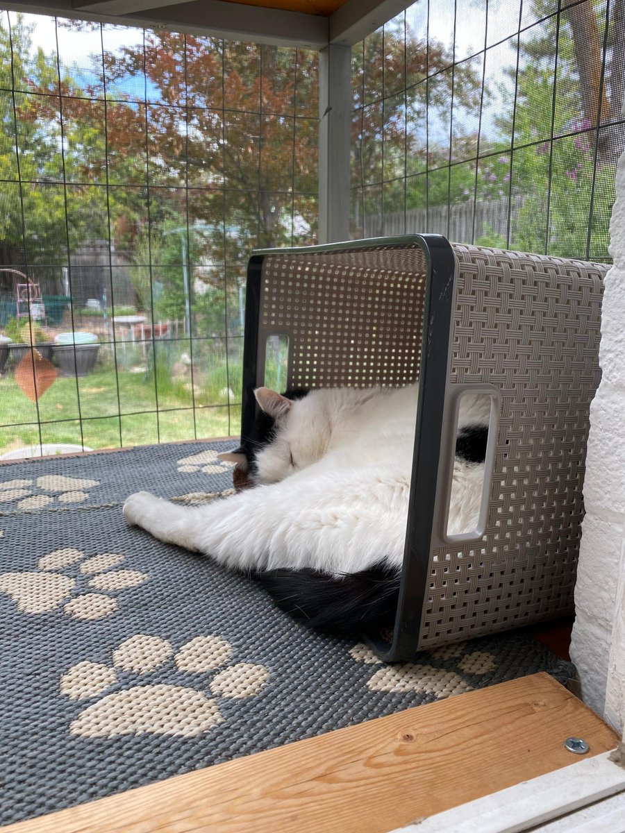 Sam came to us at 20 years old. He was dehydrated and underweight and had stomach problems. These days, Sam is in a new home and feeling much better! 

Please make a gift today and give pets like Sam the love and care they need to find a home: bit.ly/BFSeniorPets20. ^ET