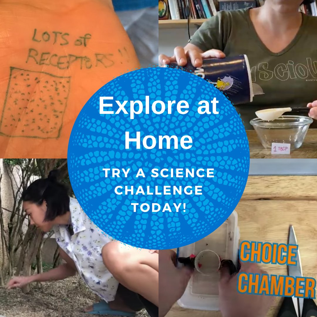 BioBus's tweet image. Looking to explore a new scientific topic? BioBus has plenty to do at our BioBus Explore at Home page! Our scientists have put together experiments that you can do from your home! Check them out at biobus.org/explore
🔬
🔬
🔬
#STEMeducation #Experiment #ScienceAtHome