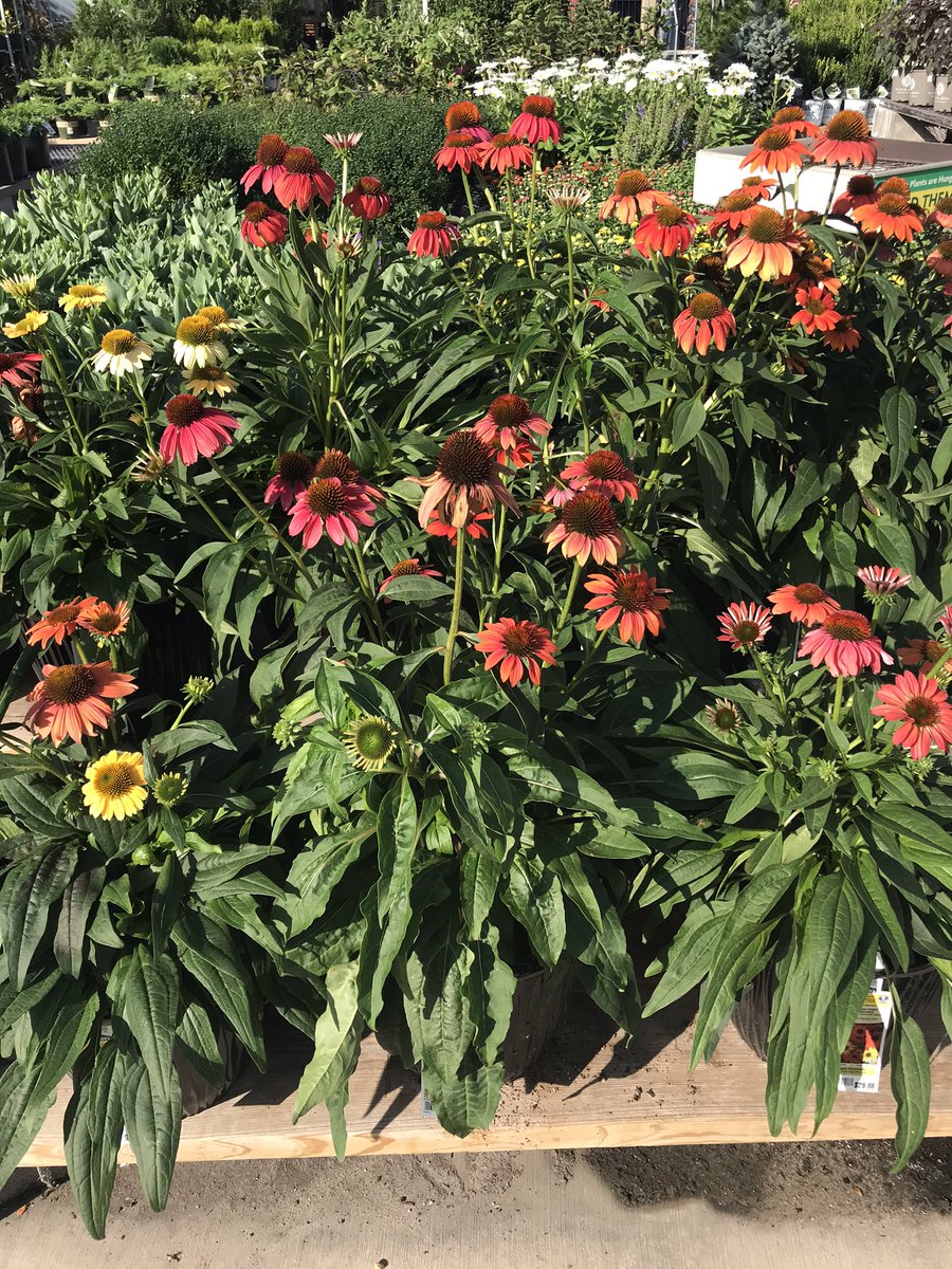 mikemcdonaldMGH's tweet photo. Loweโs 419 in Roanoke has all your fall planting needs. 3 qt mums 2/$10 and 1 pt mums 5/$5. Looking great and loaded with great plants. #fallisforplanting #letsgetdigging @steveyoung456 https://t.co/M3nzbK4nBm