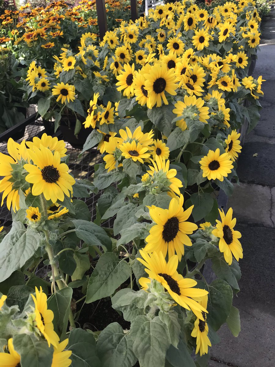 mikemcdonaldMGH's tweet photo. Loweโs 419 in Roanoke has all your fall planting needs. 3 qt mums 2/$10 and 1 pt mums 5/$5. Looking great and loaded with great plants. #fallisforplanting #letsgetdigging @steveyoung456 https://t.co/M3nzbK4nBm
