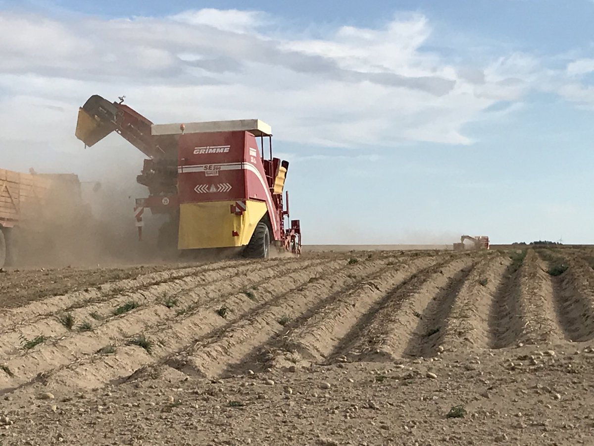 OlivierMorant's tweet photo. Arrachage des pommes de terre 🥔 https://t.co/s61W56TyQZ