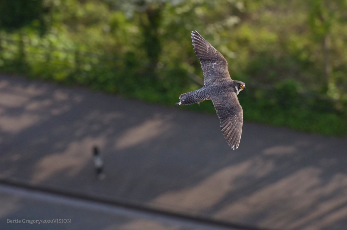 We need a successful planning system for nature to recover, and to create green spaces at the heart of communities. Wildlife is still declining; the current system isn’t working. But we believe the proposed reforms will make a bad situation much worse. Here’s why 