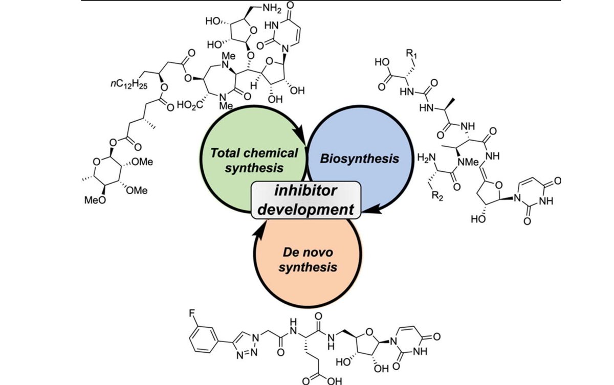 In a new review, @arbourchem and Barbara Imperiali explore inhibitors and  antibiotics based on the nucleoside uridine: https://t.co/IV6kHJbnFx, image size:1200x753