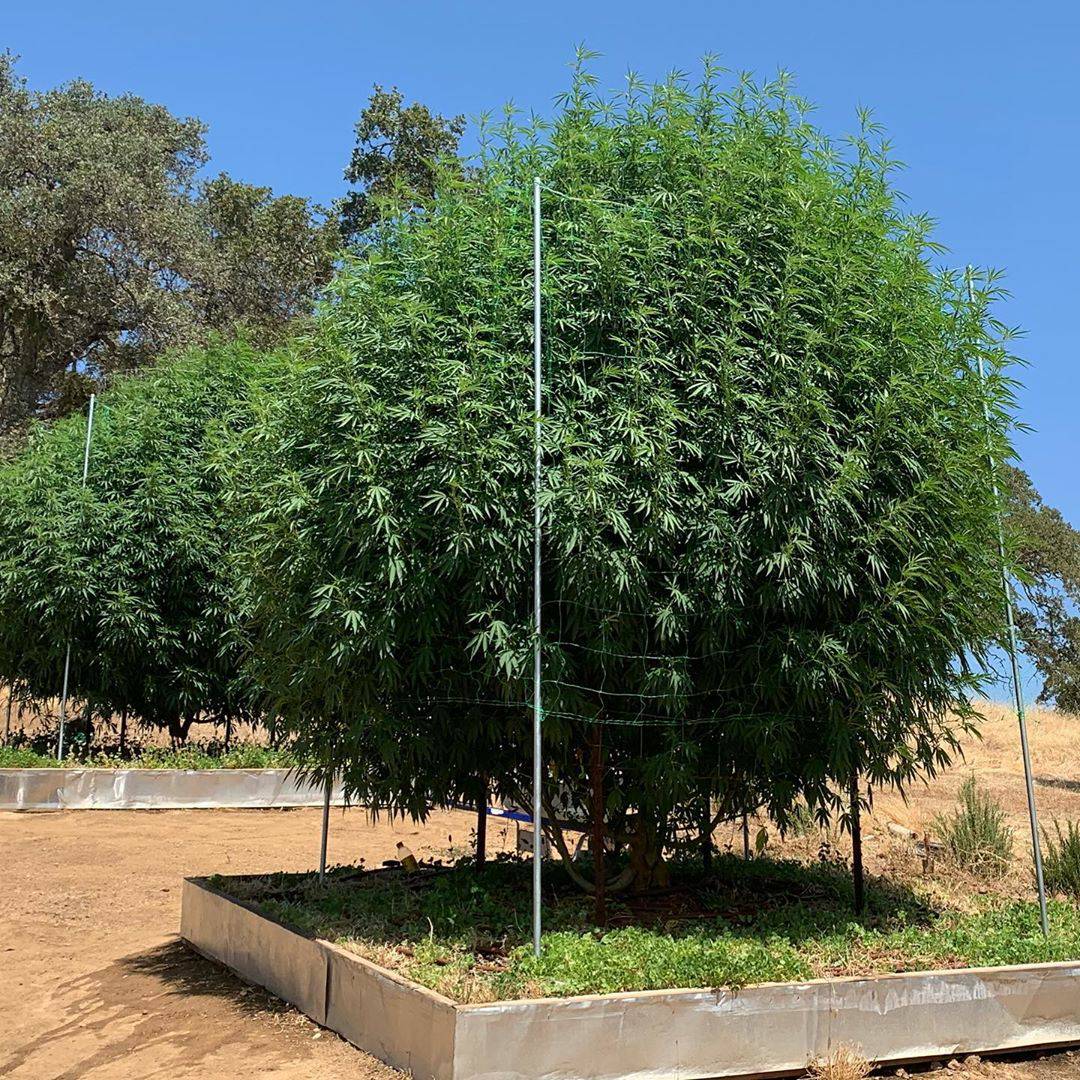 Grown by <a href="/nuggynic/">nic moore</a> 
My tallest plant almost 4 meters ! 🌳😎🌳
#cannabis