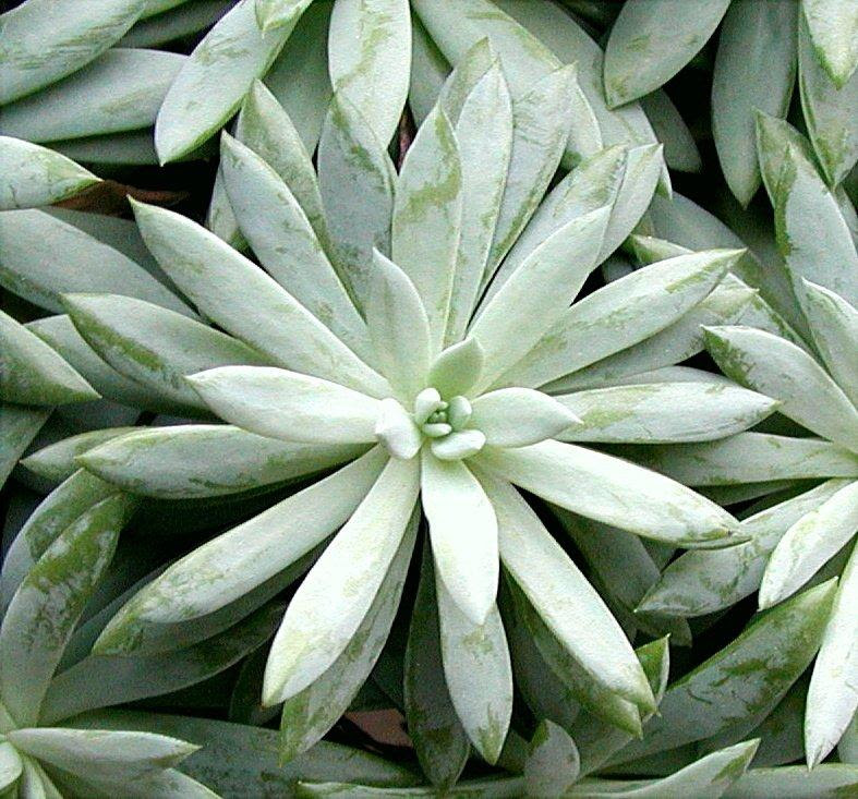 BargainMuse's tweet photo. THIS LABOR DAY, HOW ABOUT A FREE SUCCULENT???

Every order over $39.00 will automatically qualify for a free succulent grown in 2" pots.

Get Yours Now: https://t.co/4V6EV9SaCn

#laborday #labordaysale #succulent #happyplanting https://t.co/jsrdGQXL7H