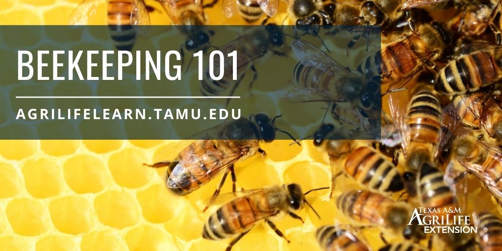 If you are interested in beekeeping, this 4-hour course is the perfect DIY beekeeping guide. Learn how to raise bees in your own backyard. It will teach about honeybee biology, beekeeping equipment and what to expect during your first year of beekeeping.
ext.ag/2Qq1R1C