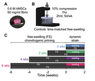 Our latest preprint, from Anna McDermott &  @EmilyEastburn1 in the lab, is live today! "Effects of chondrogenic priming duration on mechanoregulation of engineered cartilage anlagen" https://www.biorxiv.org/content/10.1101/2020.09.02.280115v1A paper thread: