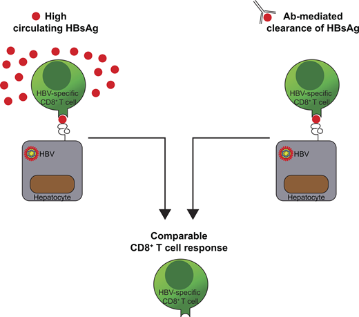 invivoantibody's tweet photo. Serum HBsAg clearance has minimal impact on CD8+ T cell responses in mouse models of HBV infection was recently published by @JExpMed using Bio X Cell's antibodies. 
#Bio_X_Cell #invivoantibody #JExpMed #JEM

Learn more:
https://t.co/zSrLIq9RZK https://t.co/bwDxbsdsro