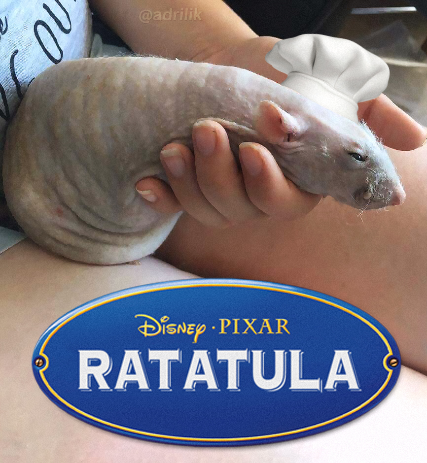 adrilik's tweet photo. tremenda tula la rata https://t.co/BL32j6rsP0