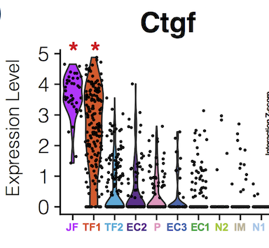 AJPCellPhys's tweet photo. @AJPCellPhys #ImageOfTheWeek: Violin plots from  Single-cell  #transcriptomic analysis show unanticipated heterogeneity of  #Ctgf/Ccn2 expression in  #tendon  #fibroblasts (TF1 and TF2), and compare other cell types. 
Mine all the data at 
https://t.co/rEH5YNDDit
#Myotwitter https://t.co/jJ1K42IRem