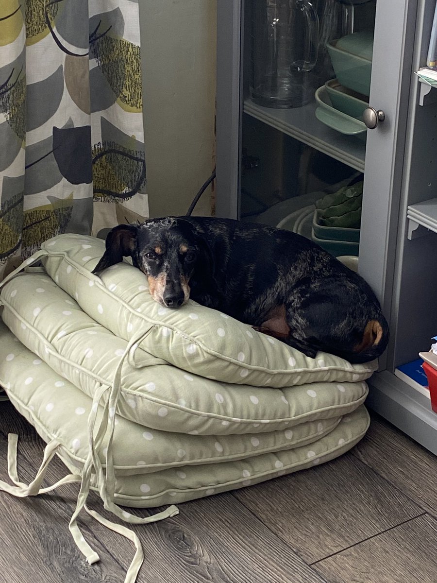 JBsausagedog's tweet photo. When no one gets your bed out so you have to improvise #dacshund #dachshundsofinstagram #ivdddog #doginrecovery https://t.co/KnJFLQTKx1