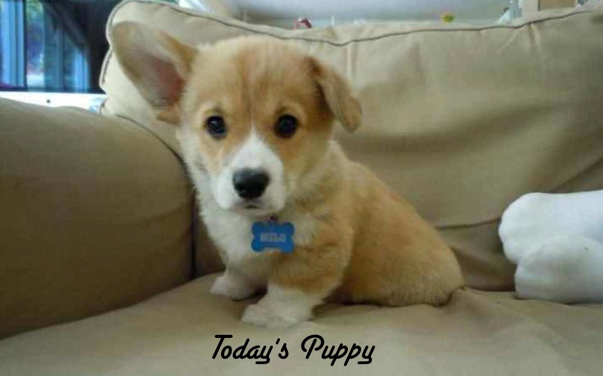 WeLoveDogsUSA's tweet image. Today&apos;s Adorable Puppy is a #Corgi