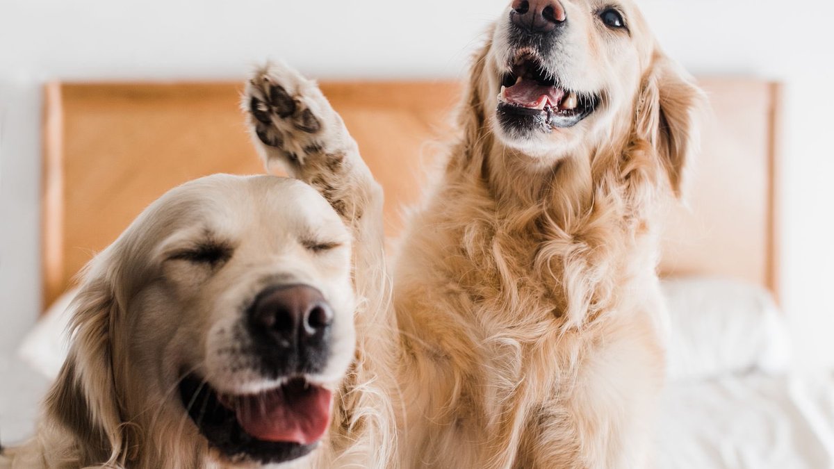 DogLoversForev2's tweet image. God bless you my son🐶🥰🐶
.
.
.
.
#dogphotography #doglovers #runwithdogs #dogoftheday #dogsofinstagram #son #mother #mommy #mom #bless #dog #dogslife #dogcasting #dogmom #mydogsjourney #followforfollowback #following #followｍe