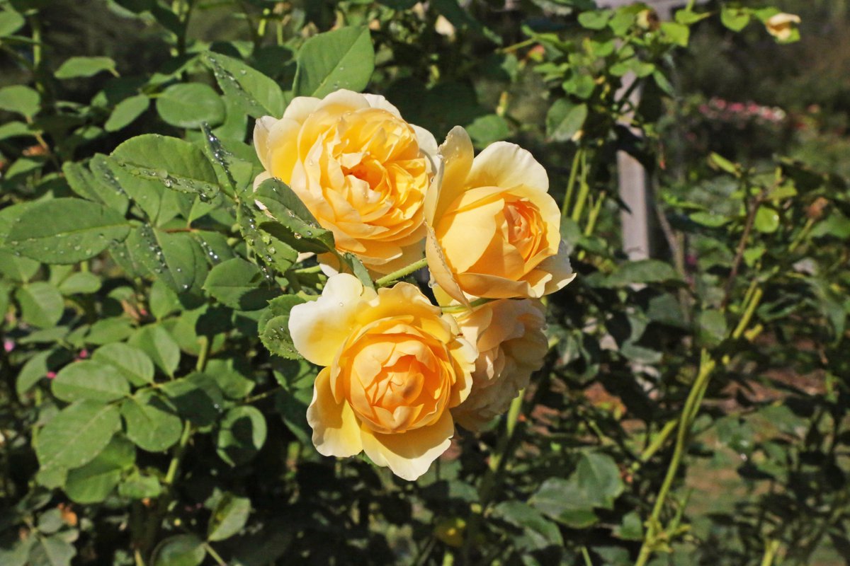 Descanso Gardens tweet media