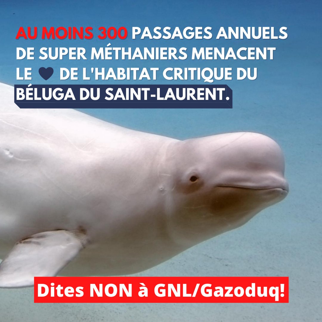 NatureQuebec's tweet photo. Les bélugas méritent mieux que 320 passages de super-méthaniers dans leur habitat...D'accord avec cette affirmation? Retweet 🔁
#GNLQuébec #GNL #Gazoduq #GNLnonMerci #OnMériteMieux #NatureQuebec #ÉnergieSaguenay #Bélugas #Conservation https://t.co/MqlPJM7tsW