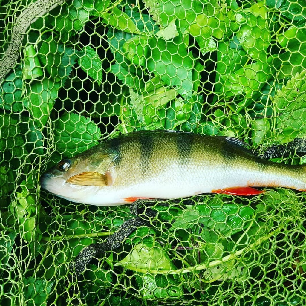 FshBlk's tweet photo. Perch with lettuce.

#perchsalad,#perchfishing,#perch,#fishingchannel,#setthehook,#barshe,#creekfishing,#youtubefishvideos,#youtubefishingvids,#wadders https://t.co/uPIKFw1DdO