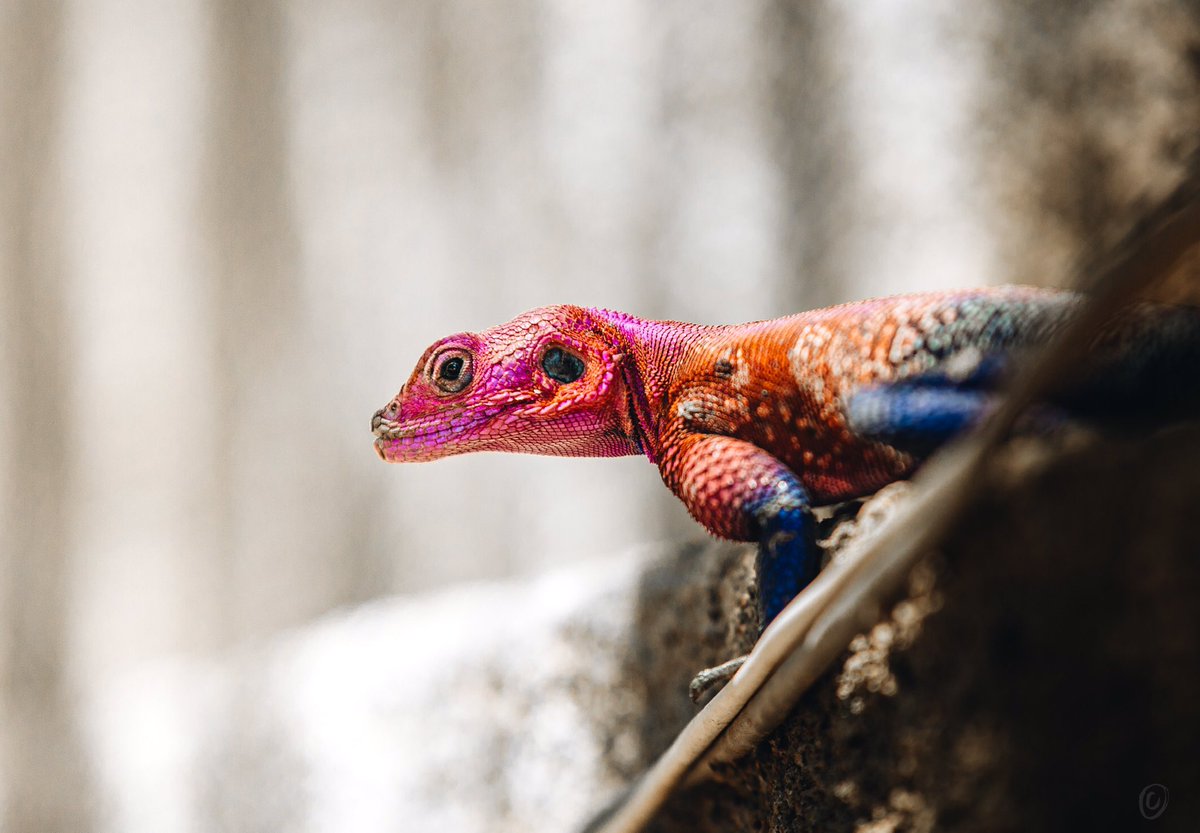 ”A male Redheaded or rainbow agama”
aka Mjusi kafiri in Swahili

Species of lizard found in most of sub-Saharan Africa. 

These lizards love to communicate by beating its head up and down (bobbing) 
Head-bobbing means different things depending on whose doing the bobbing.