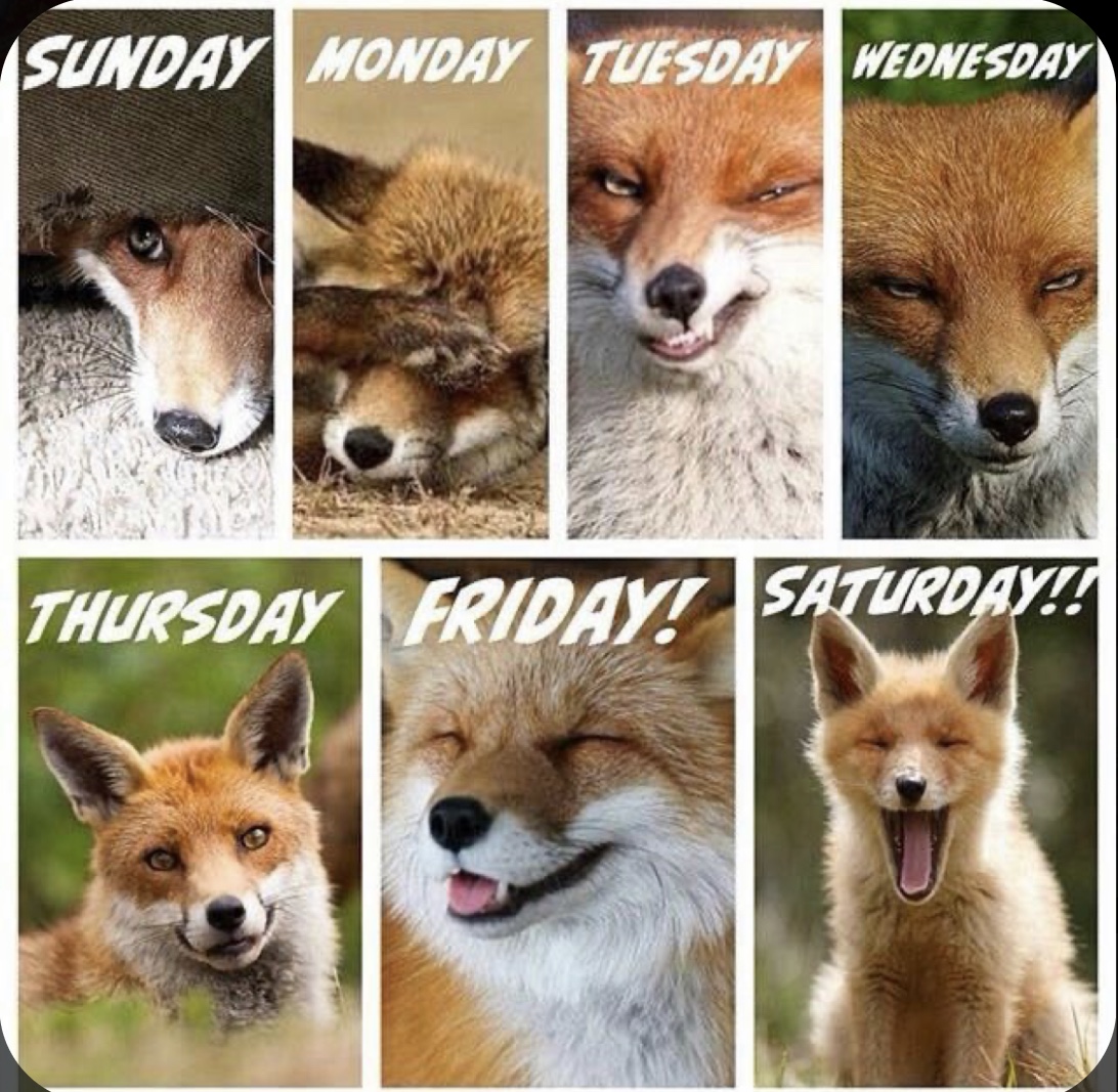 twerkingfox's tweet photo. https://t.co/G7GZp9zwC0