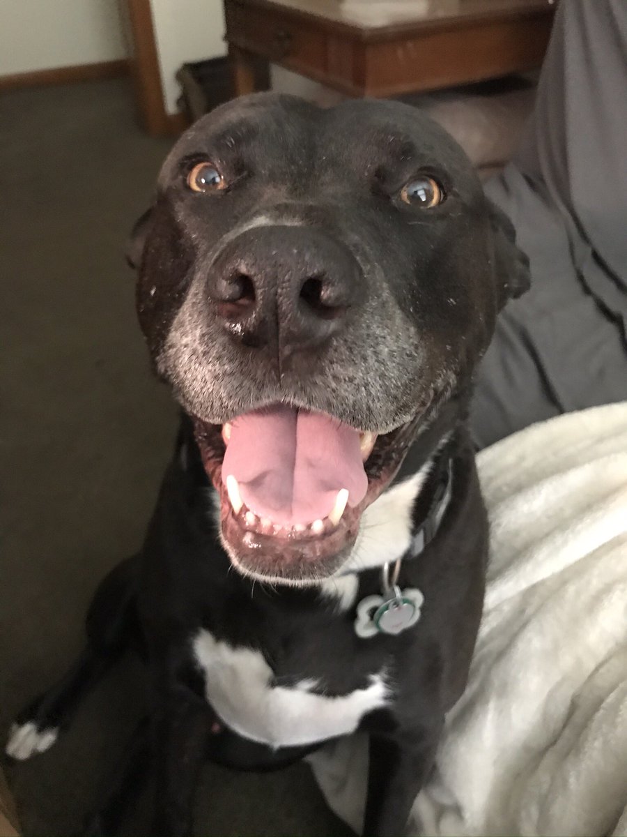 JoyceFij's tweet photo. @pitbullsad https://t.co/GAGpF5YwF1