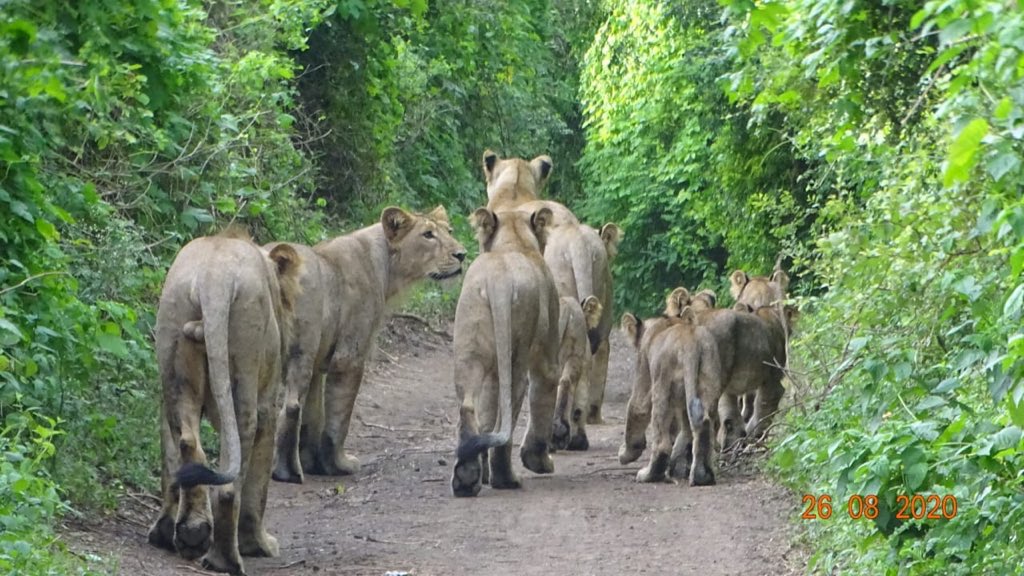 forestwala's tweet photo. While moving in Gir we do encounter heavy traffic sometimes and we find ourselves lucky to get struck in it. @DCFGirEastDhari @Saket_Badola @ParveenKaswan @surenmehra @NatGeoPhotos 📷: Tracker Jaiwant Bayal https://t.co/xJzJY4Teo5