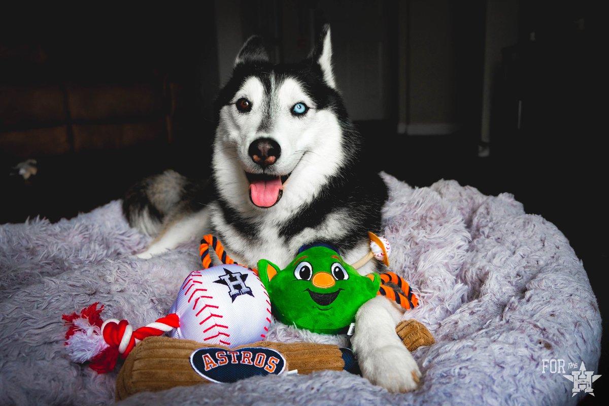 houston astros dog jersey