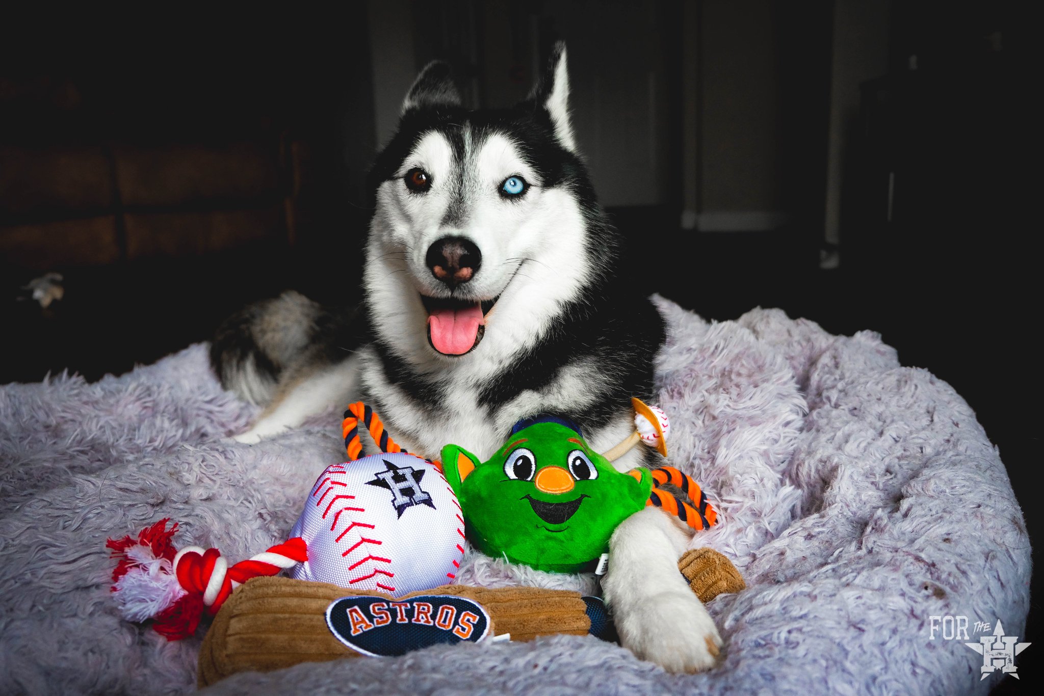 houston astros pet gear