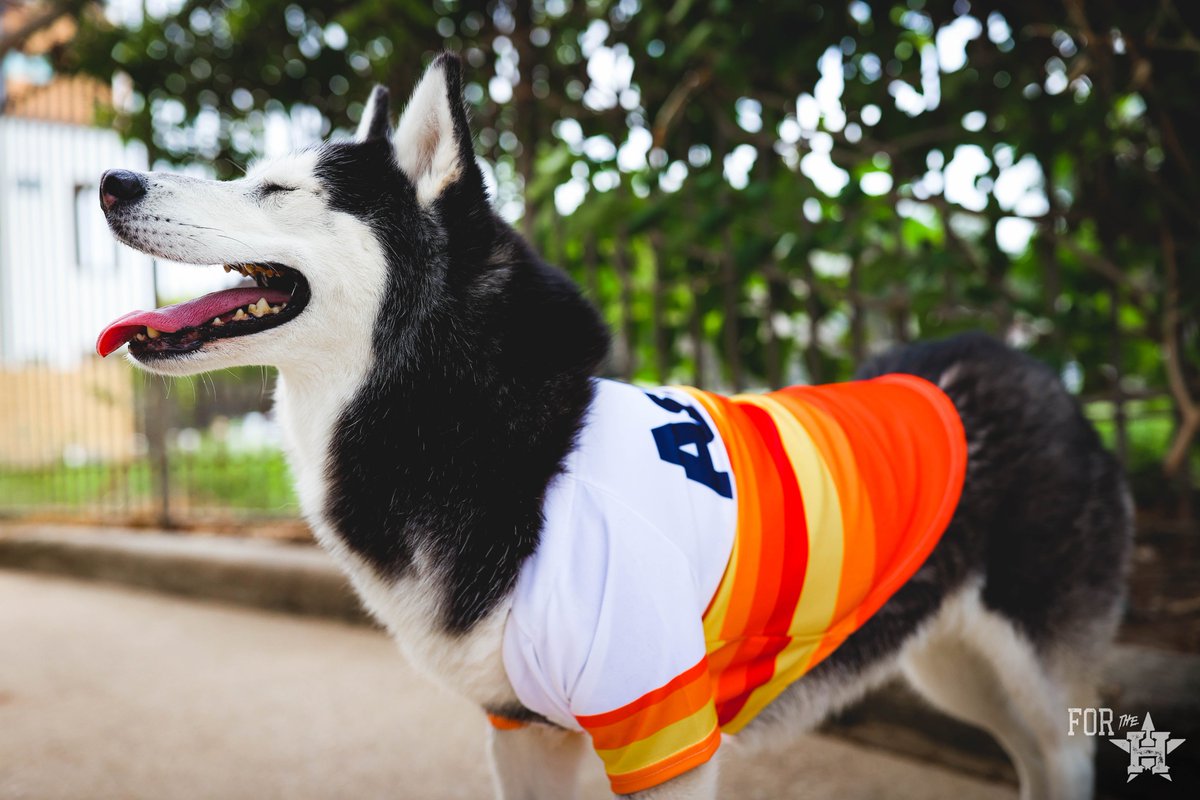 Houston Astros on X: Celebrate Dog Day, presented by @TitosVodka