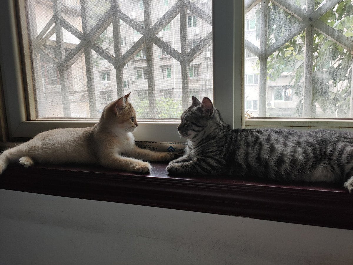 lululualter's tweet photo. 猫 https://t.co/SPfF7zt1O1