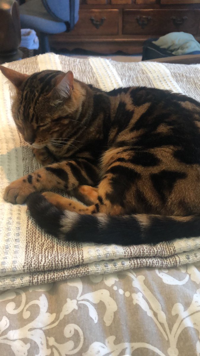 banannikaSH's tweet photo. Do animals know how soft they are? Like, does Pippin know he’s softer than most other cats? Cause he surely acts like it https://t.co/X09qqJ5jMm