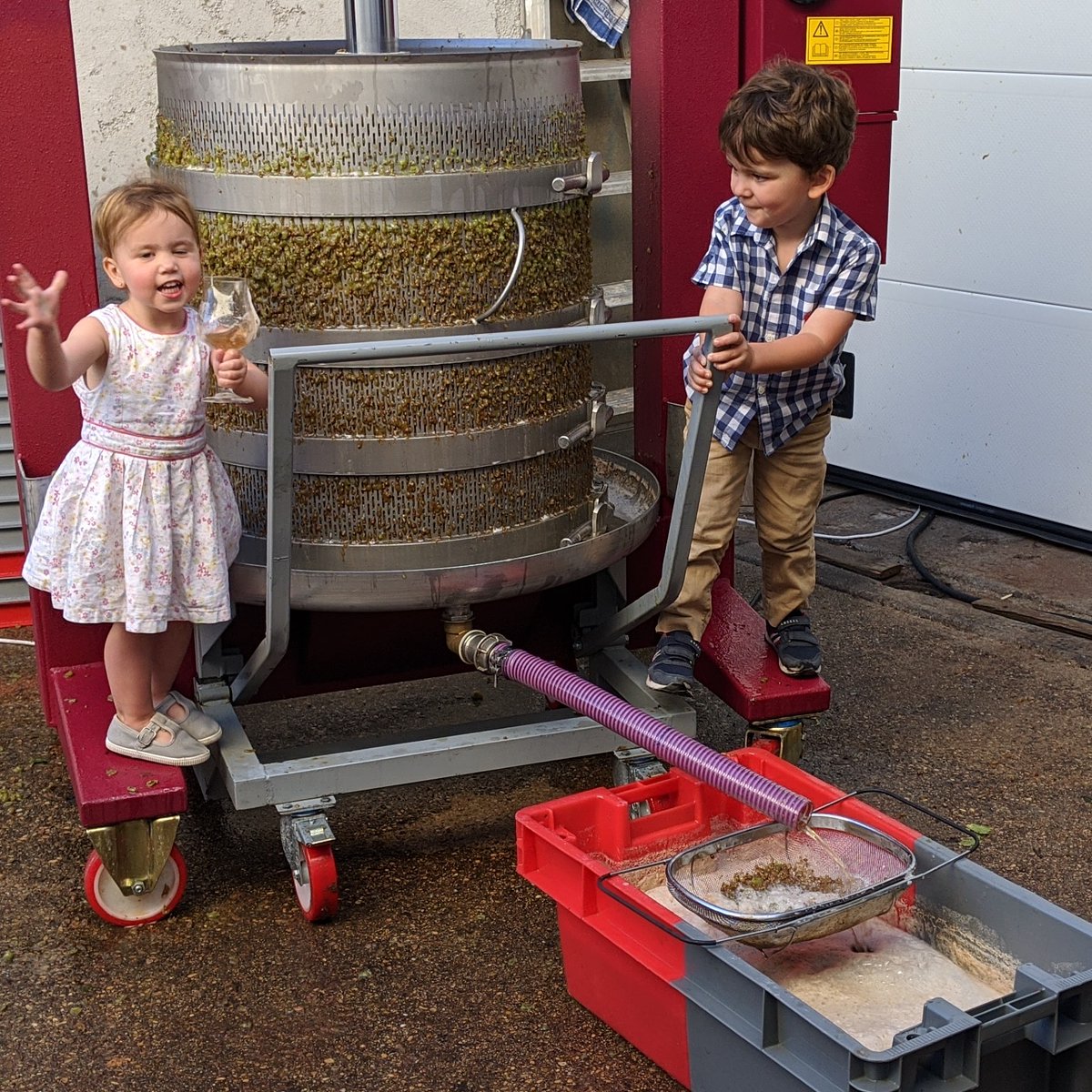MaisonHarbour's tweet photo. Pressing Bourgogne Chardonnay... Madeleine and Jack are thrilled with the quality.  One bottle already drank! https://t.co/4Jy1gpNHkb