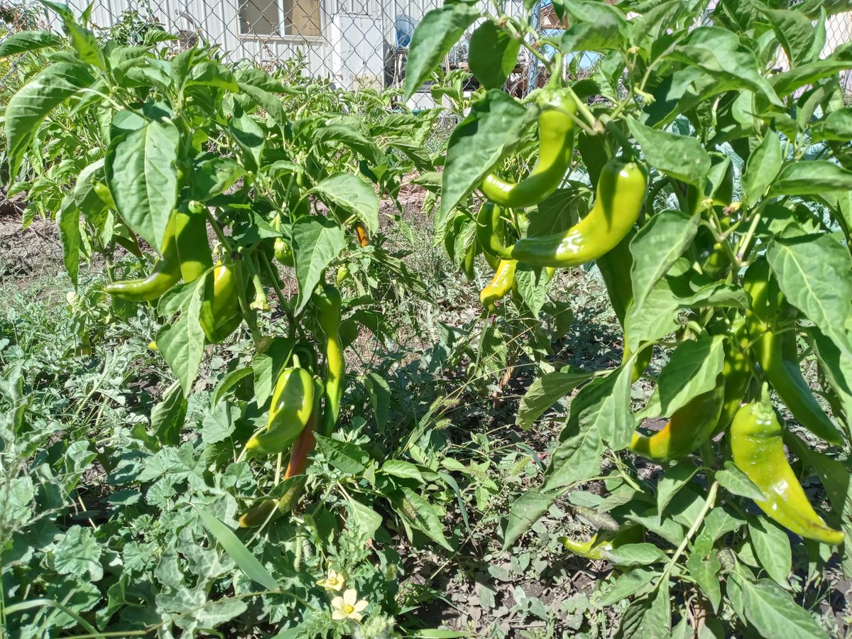 RepLebsock's tweet photo. Peppers almost ready. https://t.co/pip1lWzsir