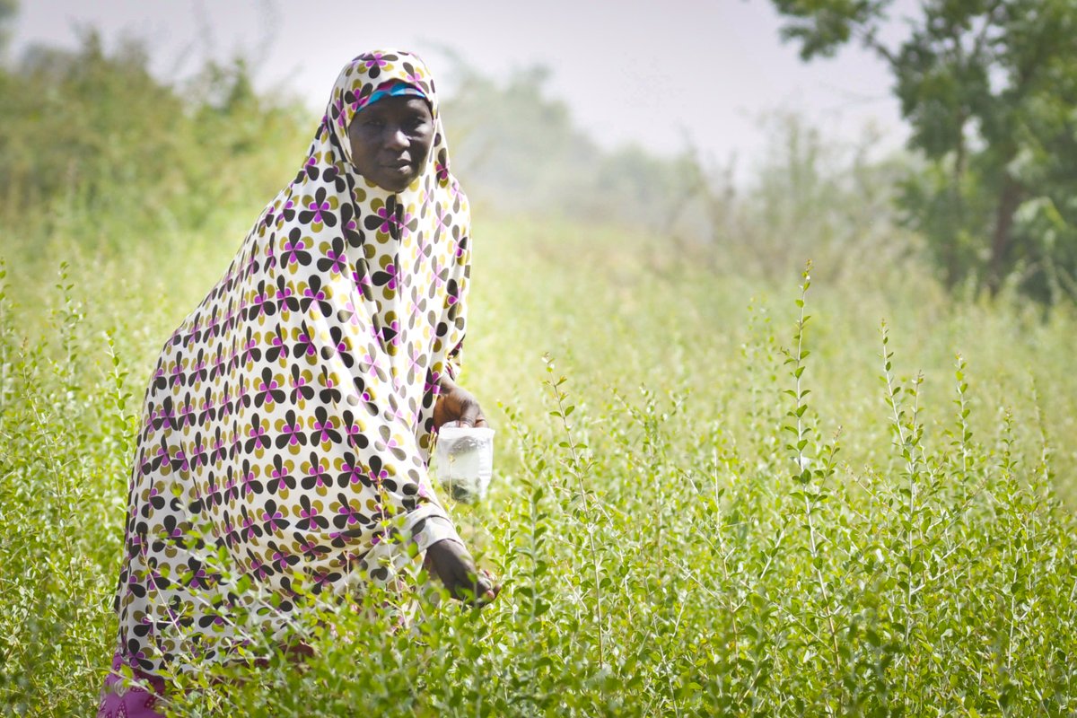 Rahamou is a henna farmer from Goumar Village, Niger. Thanks to an improved water system through <a href="/GAFSPfund/">Global Agriculture & Food Security Program (GAFSP)</a>, she is able to harvest four crops per year &amp; now has eight fields in production 👏 

Learn more about our work with family farmers: bit.ly/2EIlpwg