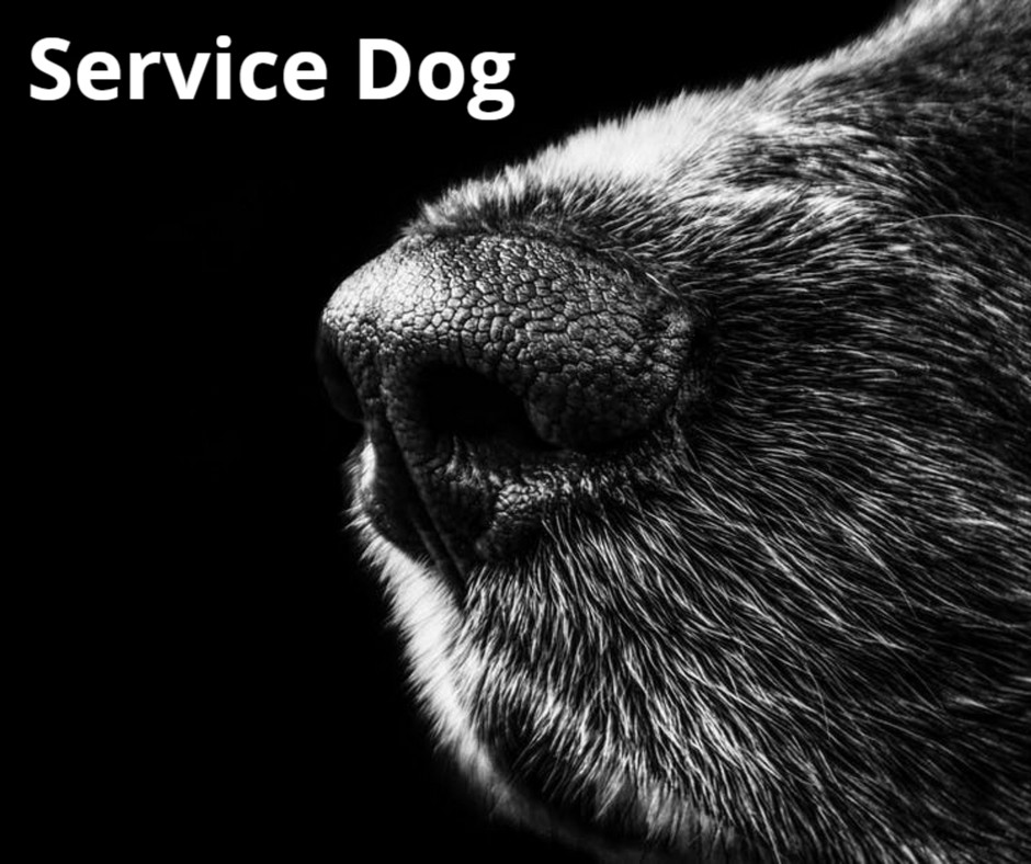 keepyourspanky's tweet photo. Many service dogs come from rescue shelters around our nation.  
There are many organizations doing the work to dogs and Veterans a second chance at life.  We appreciate them all.
#servicedogs #Veterans #dogs #assistancedogs #invisibledisabilites #disabledVeterans #keepyourspanky https://t.co/LLpE5hrtWk