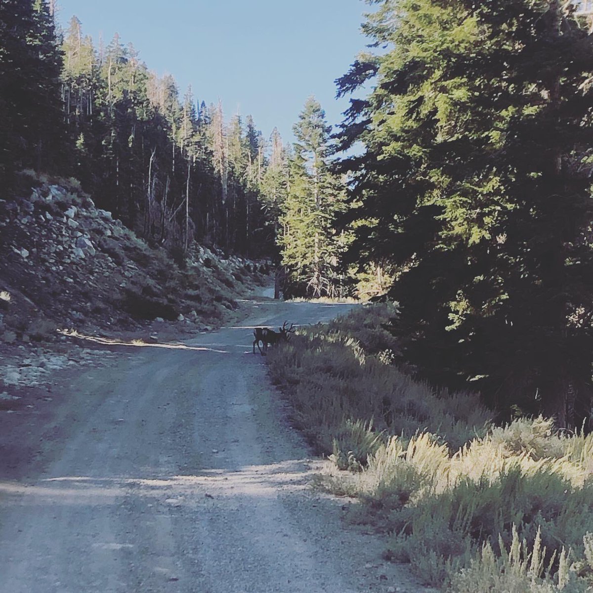 June Mountain tweet media