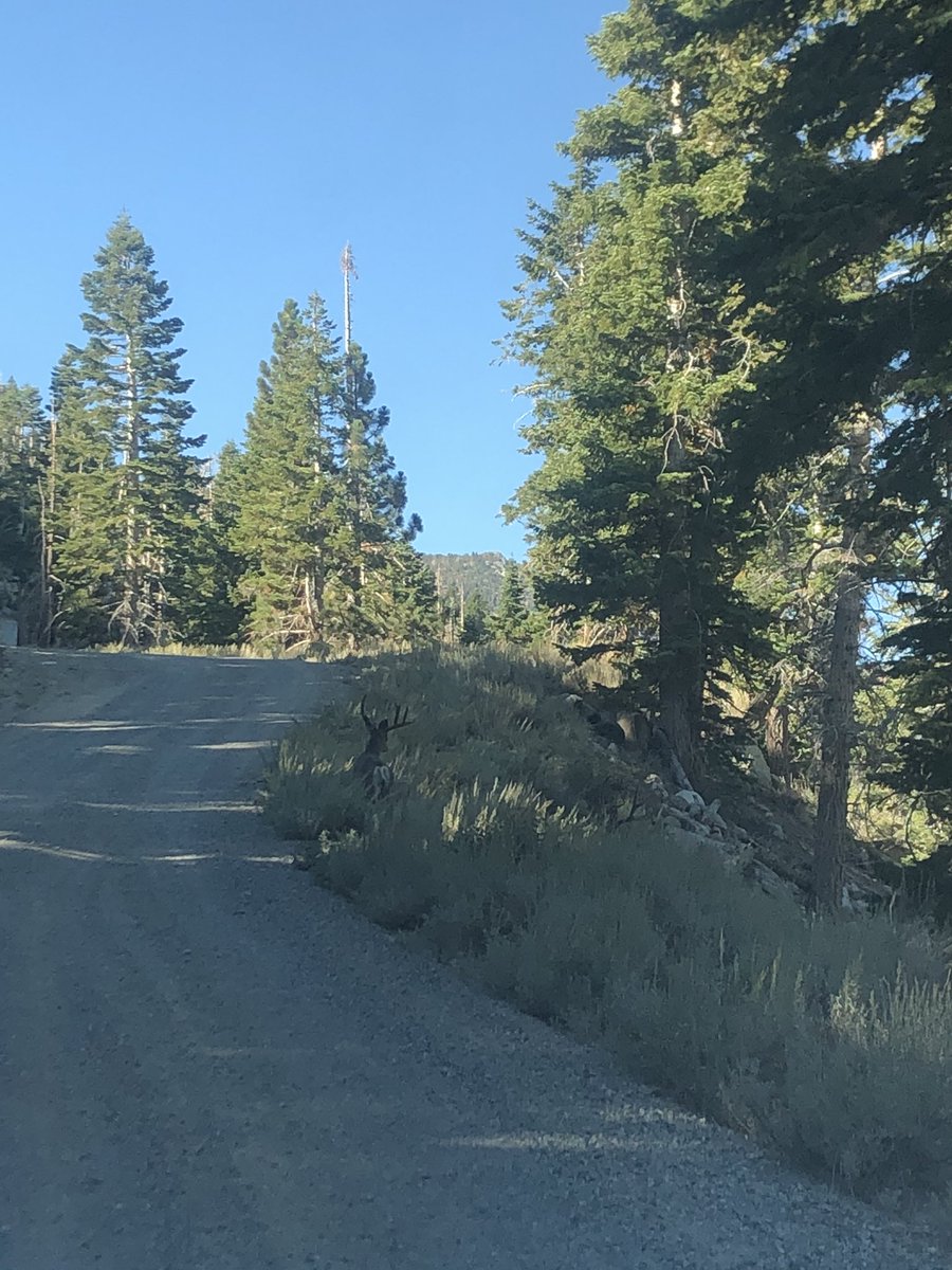 June Mountain tweet media