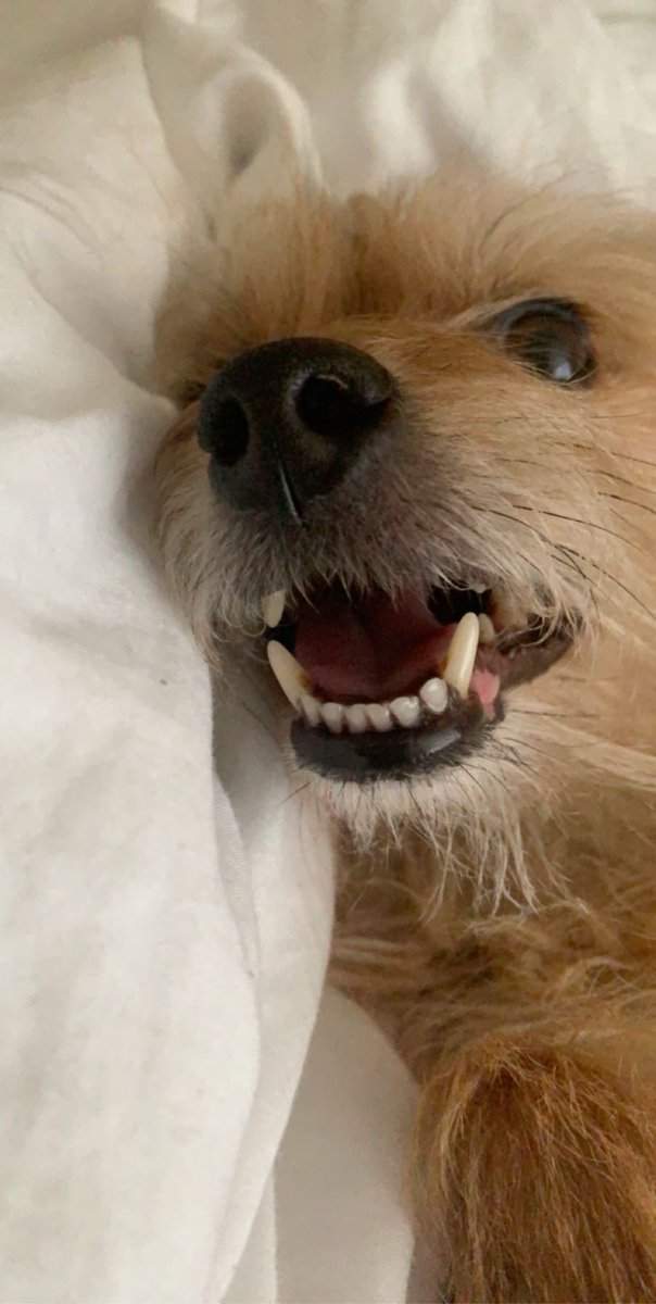 athenathechipoo's tweet photo. teef https://t.co/5mevi6Gh8v