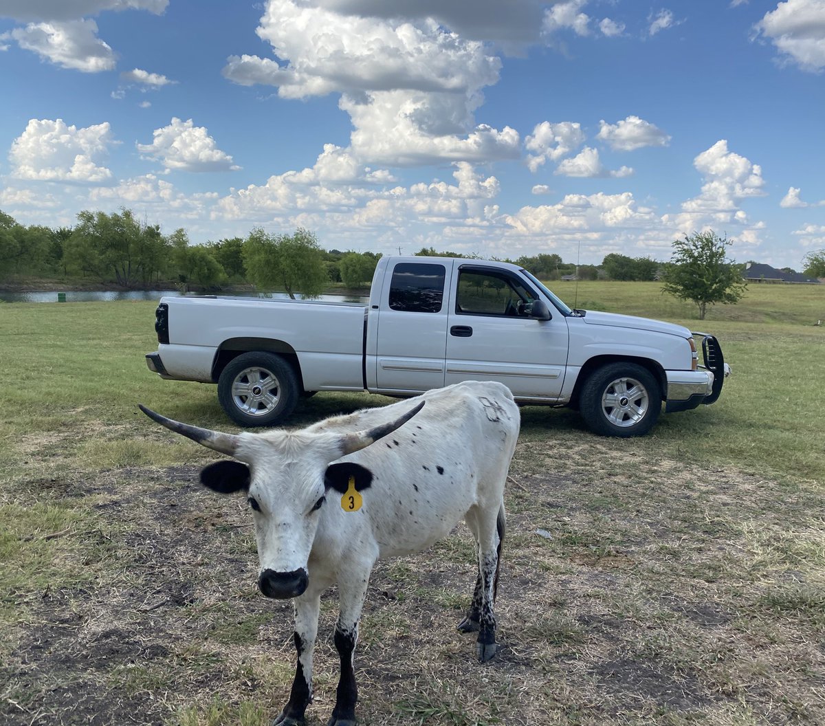 LonghornsBm's tweet photo. Just a few of the girls, the rest of them weren’t feeling pictures 😂🙄 #cowtwitter #longhorncattle #heifer #registeredlonghorns #showcattle https://t.co/XaPaMEU365