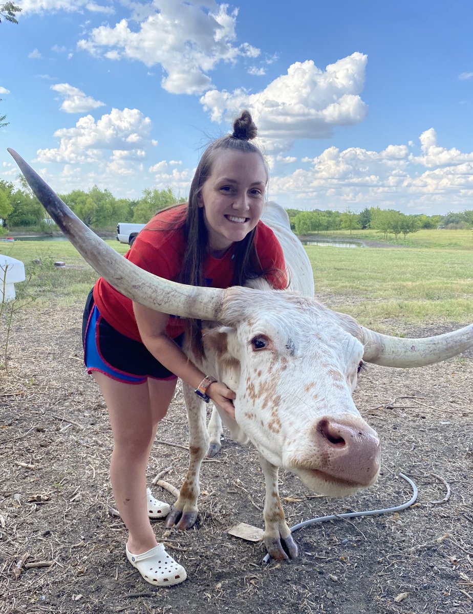 LonghornsBm's tweet photo. Just a few of the girls, the rest of them weren’t feeling pictures 😂🙄 #cowtwitter #longhorncattle #heifer #registeredlonghorns #showcattle https://t.co/XaPaMEU365