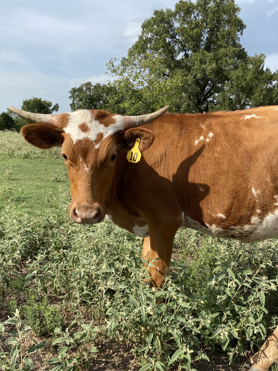 LonghornsBm's tweet photo. Just a few of the girls, the rest of them weren’t feeling pictures 😂🙄 #cowtwitter #longhorncattle #heifer #registeredlonghorns #showcattle https://t.co/XaPaMEU365
