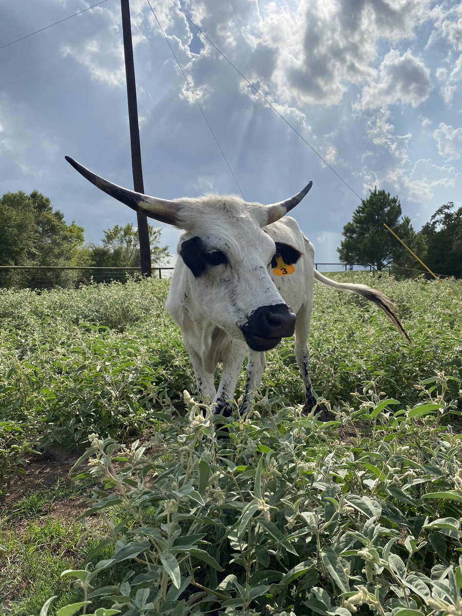 LonghornsBm's tweet photo. Just a few of the girls, the rest of them weren’t feeling pictures 😂🙄 #cowtwitter #longhorncattle #heifer #registeredlonghorns #showcattle https://t.co/XaPaMEU365