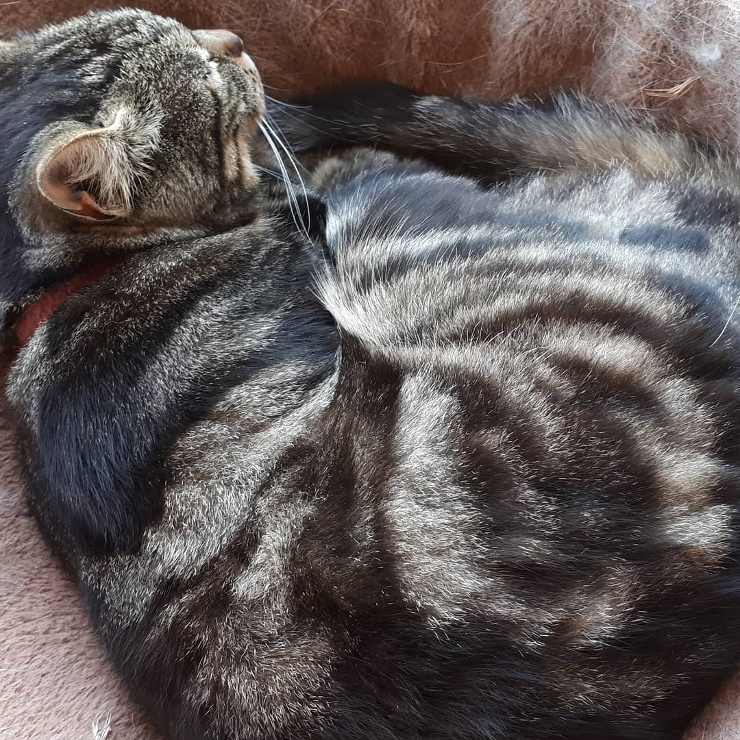 Nina200777's tweet photo. #perduchat #chat #cat 
🤞🏻😿🍀
RT s'il vous plaît...
https://t.co/tWqmKCTGVO https://t.co/ms9GXvOrs4