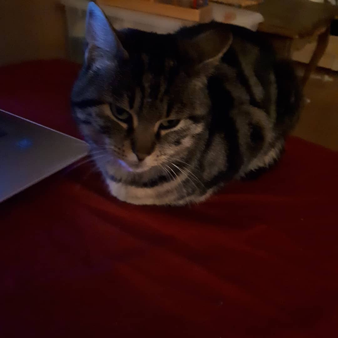 Nina200777's tweet photo. #perduchat #chat #cat 
🤞🏻😿🍀
RT s'il vous plaît...
https://t.co/tWqmKCTGVO https://t.co/ms9GXvOrs4