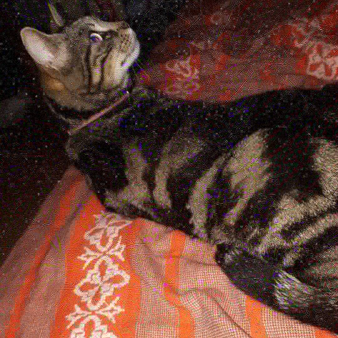 Nina200777's tweet photo. #perduchat #chat #cat 
🤞🏻😿🍀
RT s'il vous plaît...
https://t.co/tWqmKCTGVO https://t.co/ms9GXvOrs4