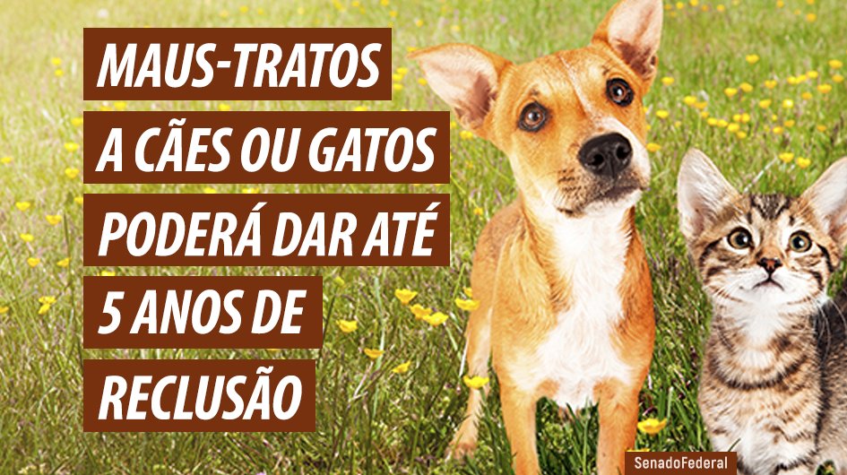 Senado Federal on Twitter: "Senado deve votar na próxima terça (8) projeto  que aumenta a pena para quem abusa, fere ou mutila cães e gatos. O PL  1.095/2019 eleva a pena atual,